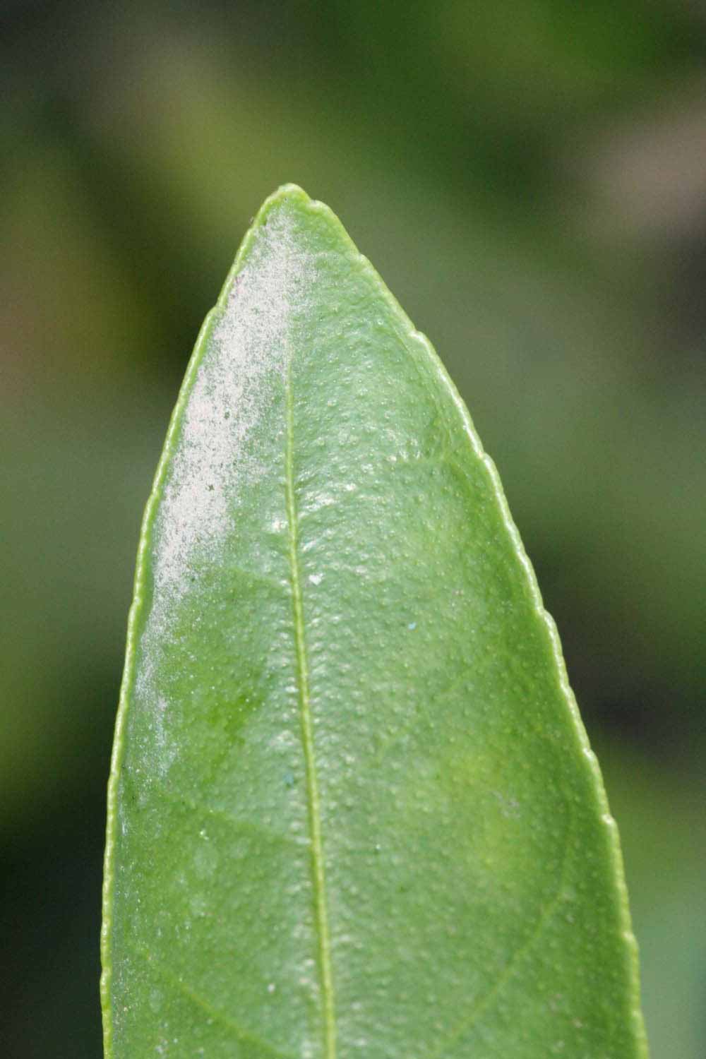              Margin (Riverside, CA)       